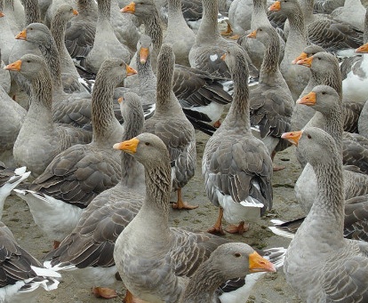 大鹅养殖