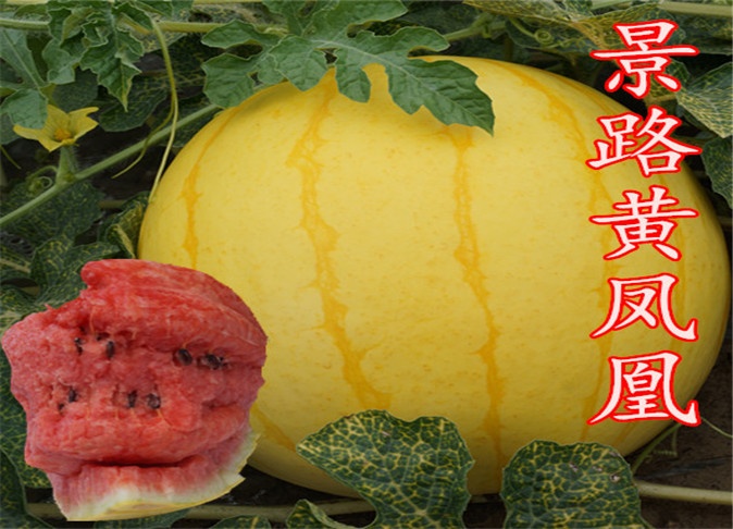 景路黄凤凰