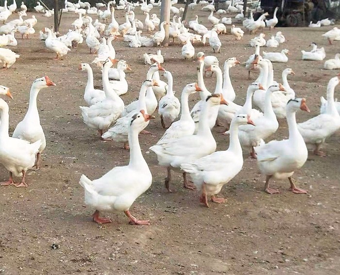 大鹅养殖