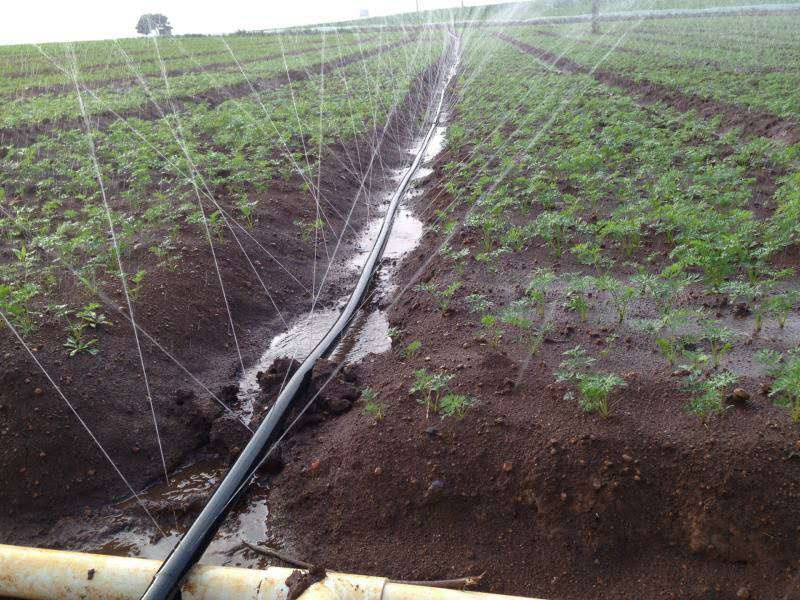 微喷带灌溉效果
