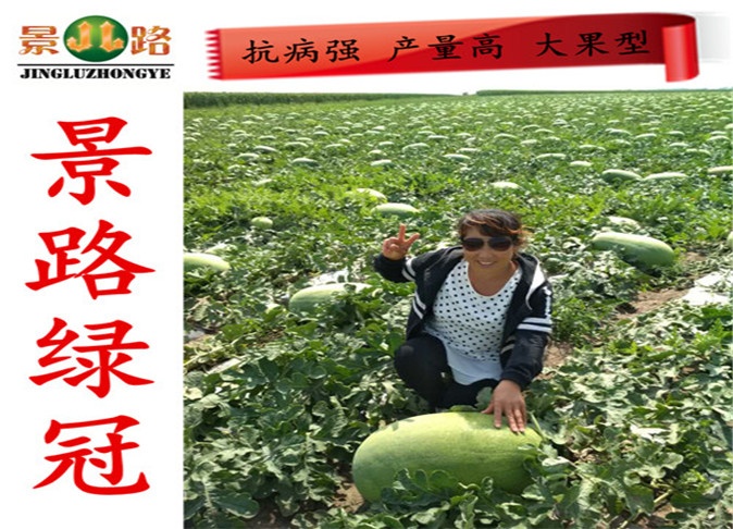 景路绿冠