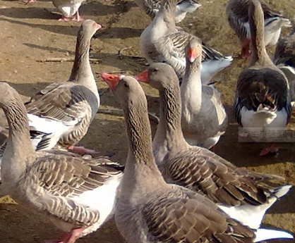 大鹅养殖