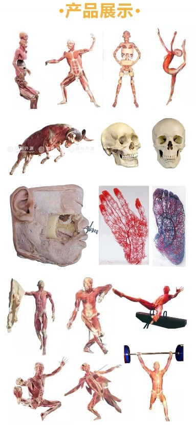 医学院教学标本