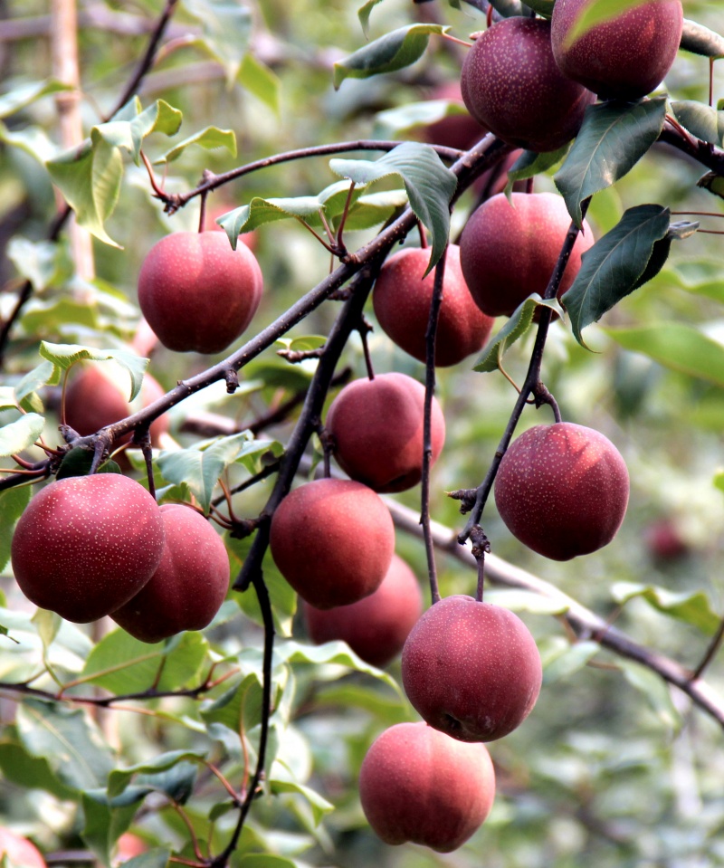 红梨