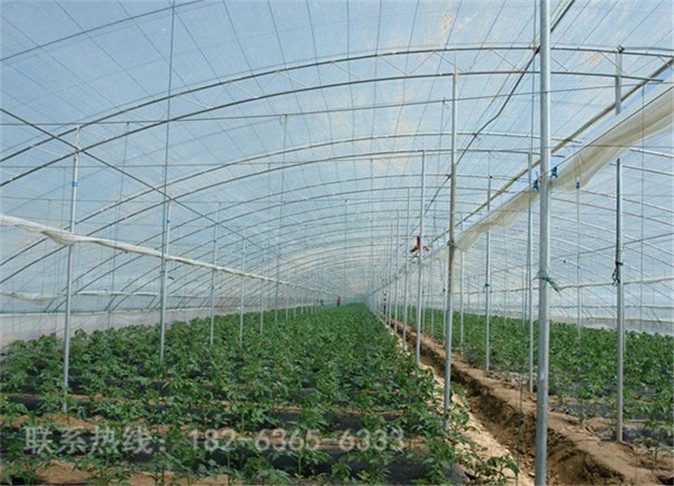 单栋温室大棚
