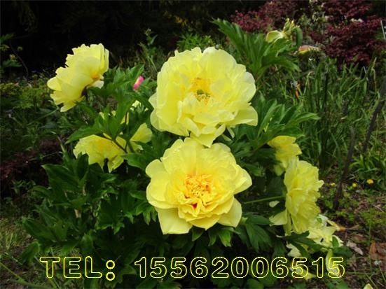 黄色芍药