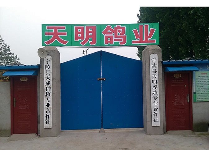 天明鸽业