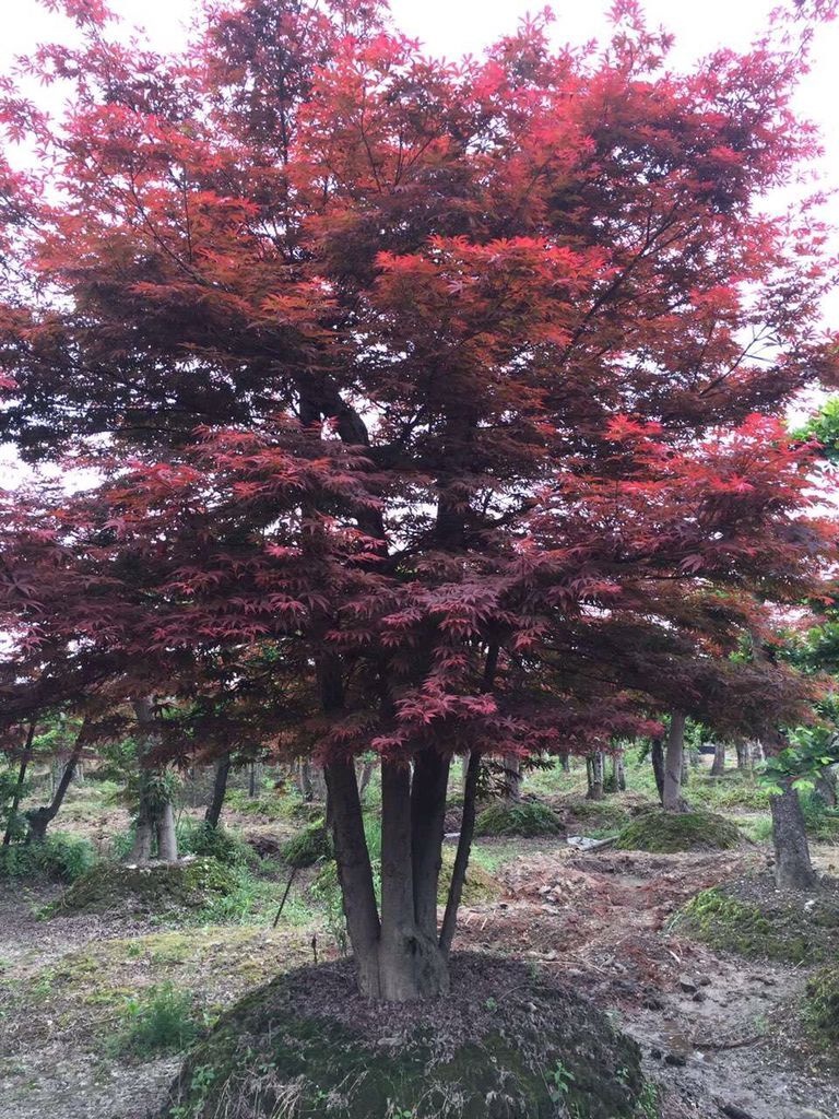 丛生日本红枫