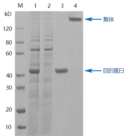 蛋白纯化结果