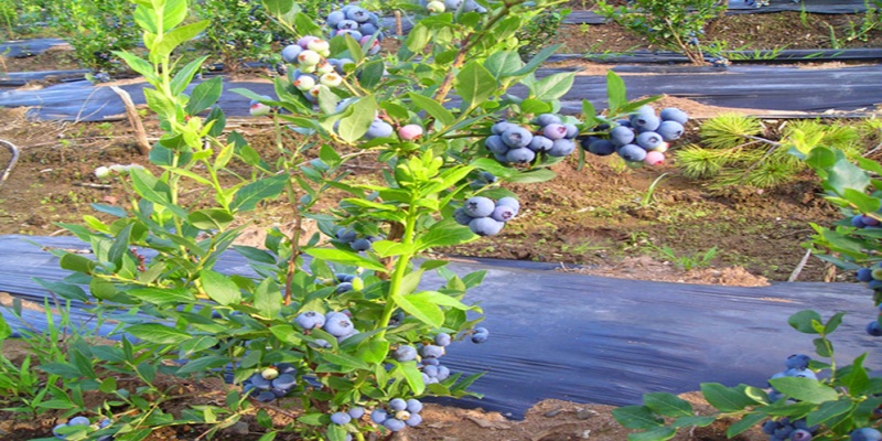 蓝莓专用黑地膜