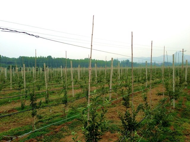 山东苹果节水示范项目