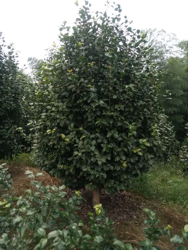 茶花