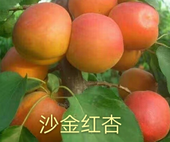 沙金红杏