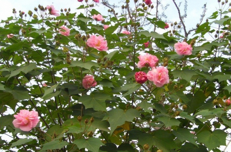 木芙蓉