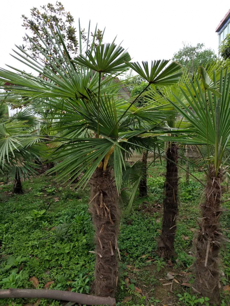 棕榈树