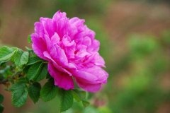 山东平阴花巢玫瑰烘干
