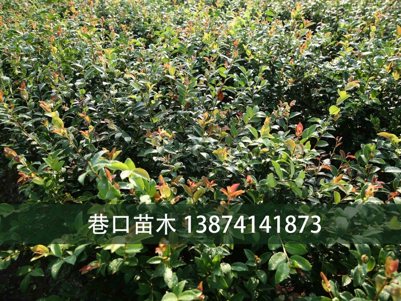 两年生油茶苗