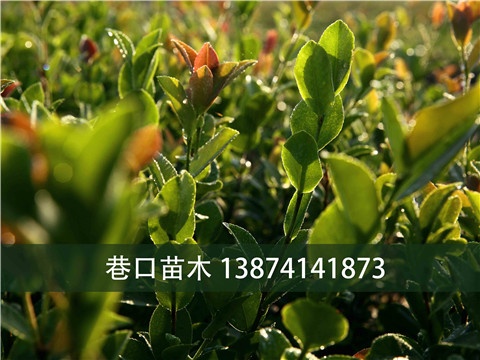 湖北油茶苗基地教您_油茶树林低产林改造 赶快看过来