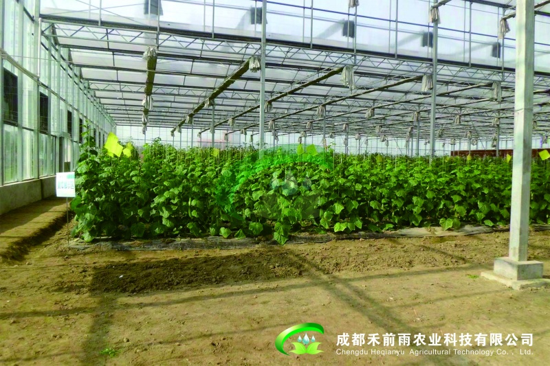 Venlo式玻璃温室