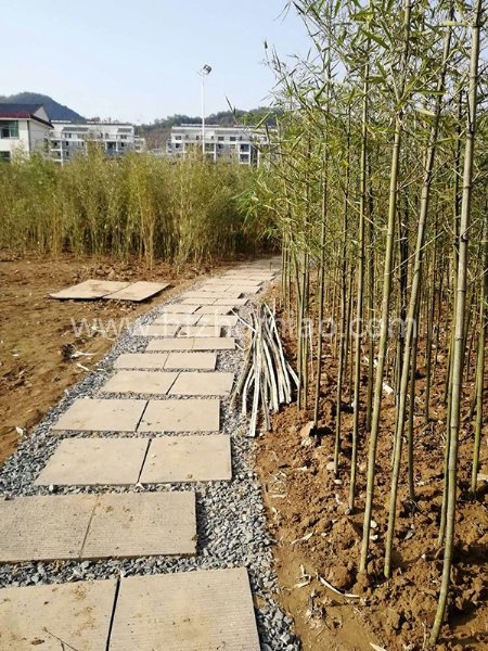 竹建筑案例