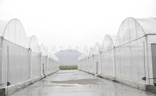 广元连栋温室大棚案例