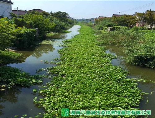 水上空心菜
