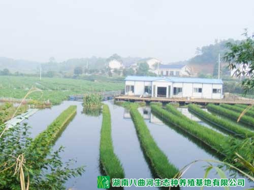 水上种植五彩水稻-水