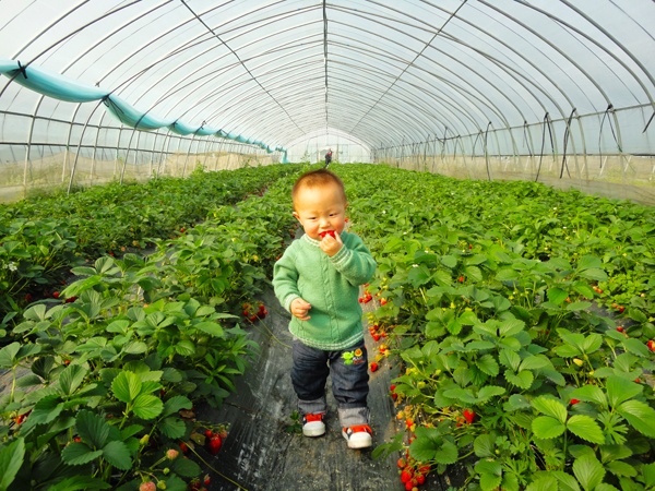 太湖西山岛采草莓农家休闲活动