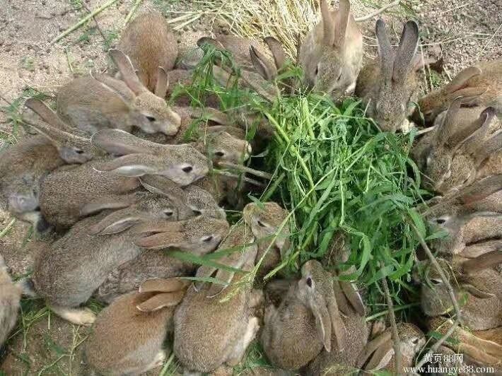 散养杂交野兔