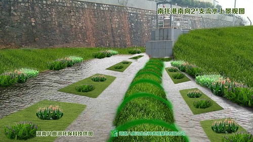 水上花卉