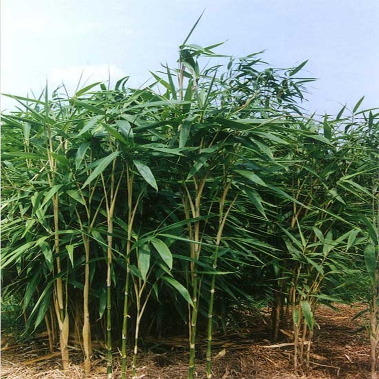 苦竹