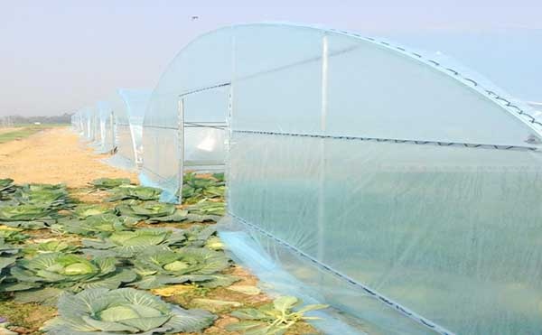 四川钢架大棚建设案例