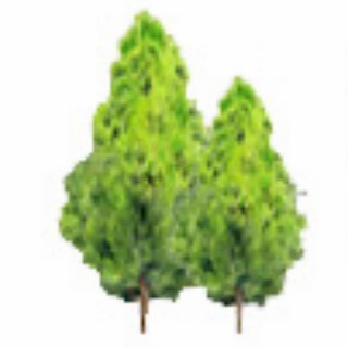 青州玉亮绿化工程有限公司