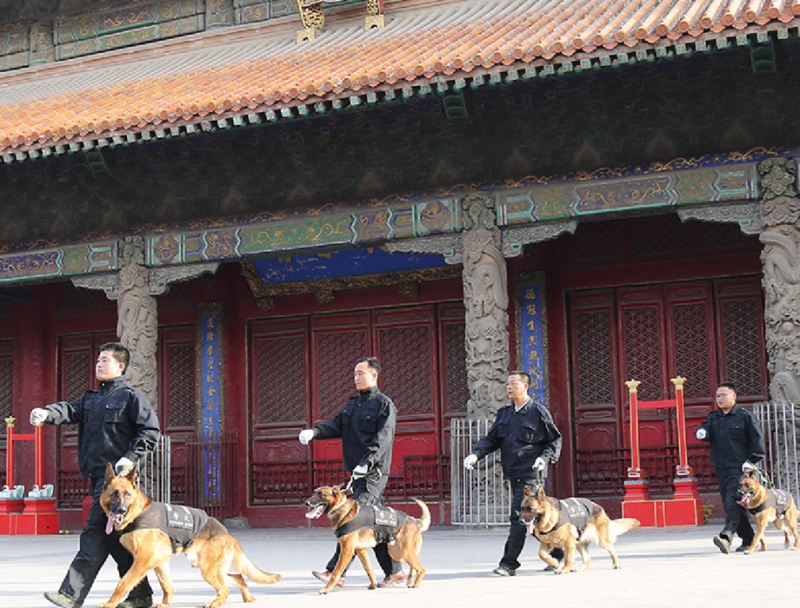 犬防服务