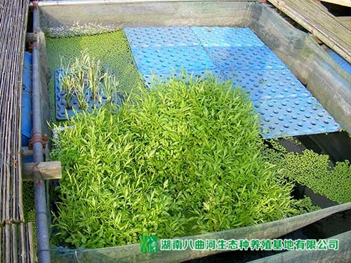 水上水芹菜