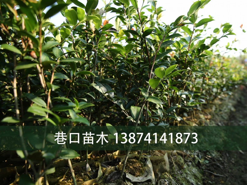 三年生油茶苗