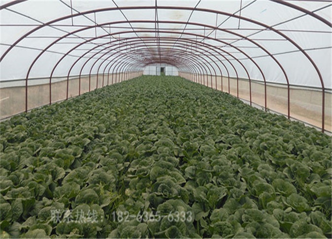 蔬菜温室大棚