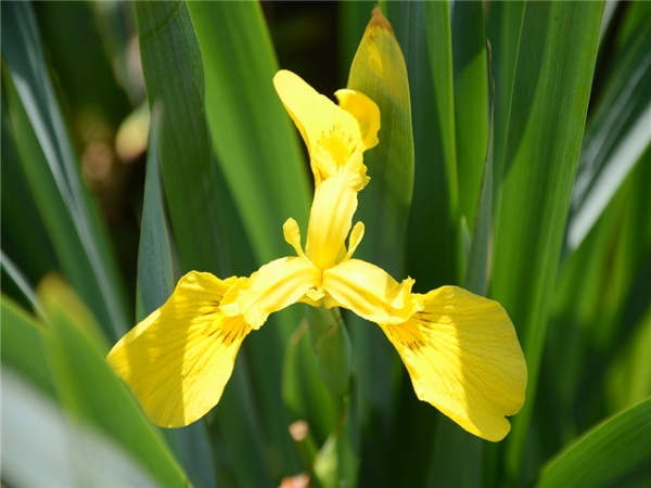 黄花鸢尾