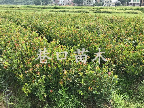 绿化苗基地