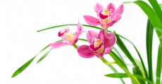 梅州芳延兰花发展有限公司